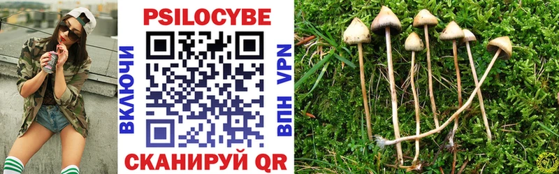 mega зеркало  Михайловка  Галлюциногенные грибы Psilocybe 